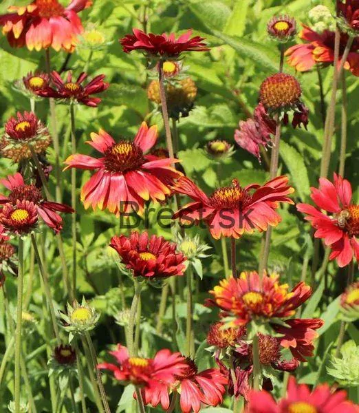 Gaillardia aristata 'Burgunder'